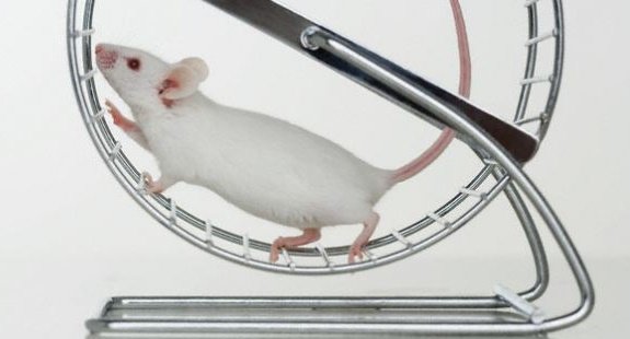 Smart Mouse Exercise Wheel